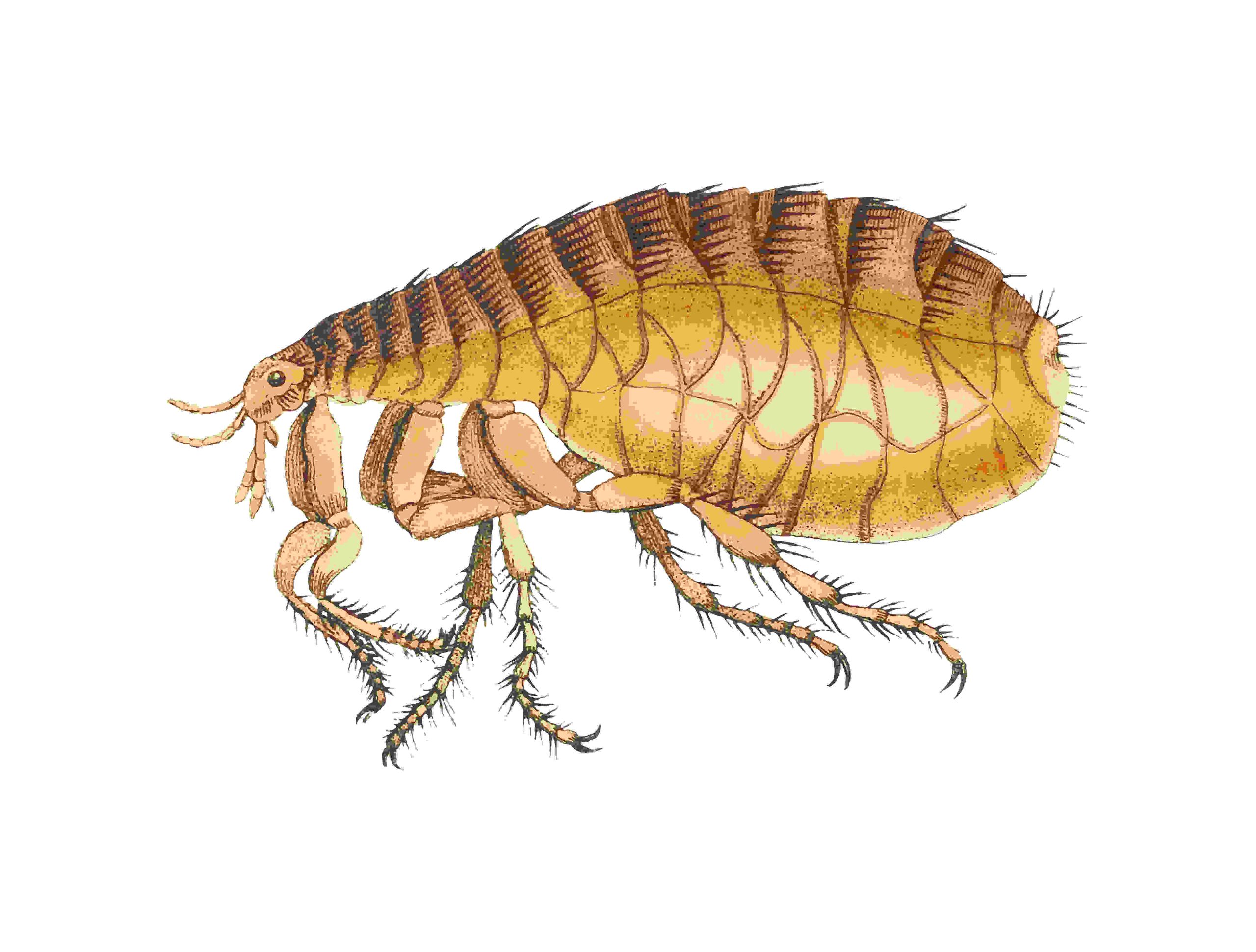 how to get rid of fleas?