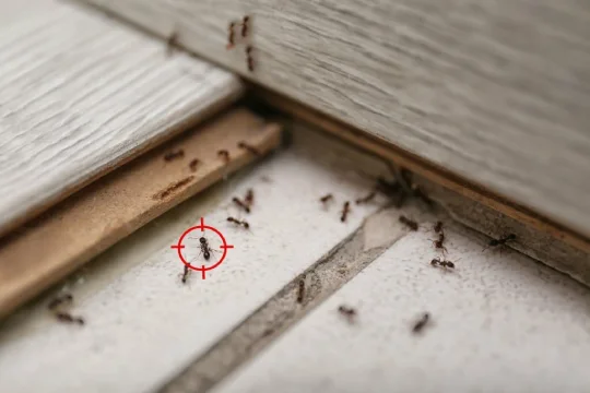 Pest Control Magic for Pest Control Rosebud
