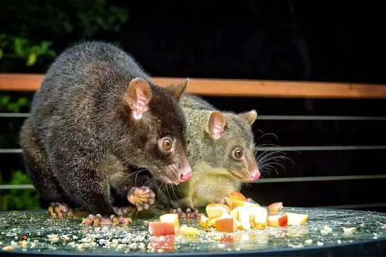 How To Get Rid Of Possums?