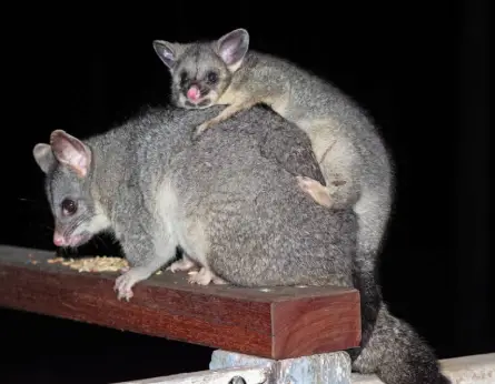 Get Rid Of Possums