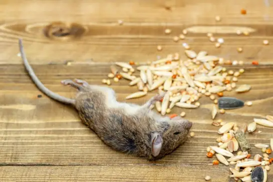 How to Get Rid of Dead Rat Smell?