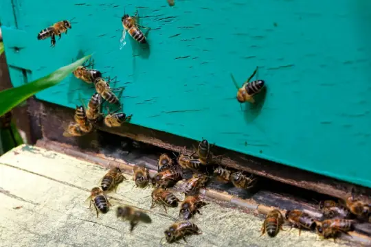 Eco Friendly Pest Control
