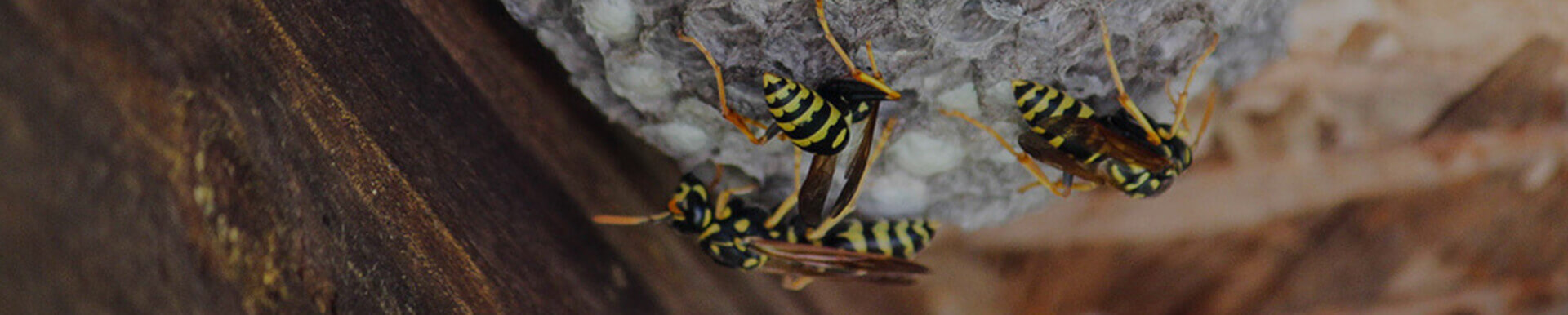 Wasp Control Melbourne | Wasps Removal Melbourne