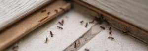 How to Prevent Ants from Taking Over Your Property?