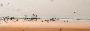 Do This to Avoid Ant Infestation in Your Property