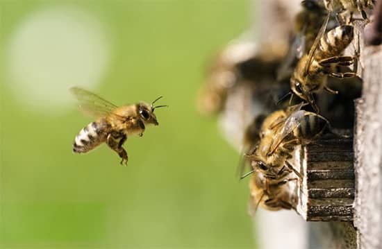 Bee Control Melbourne