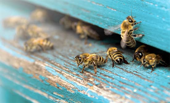 Bee Removal Melbourne