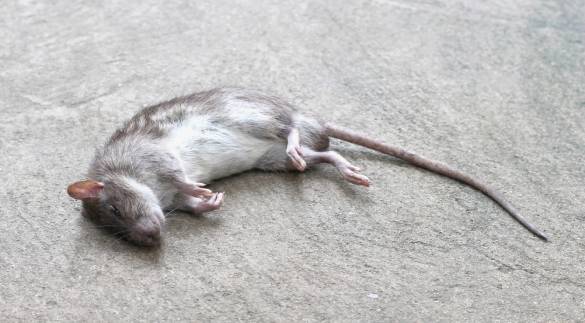 Dead Animal Removal Melbourne