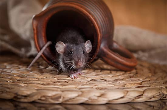 Rodent Removal Melbourne