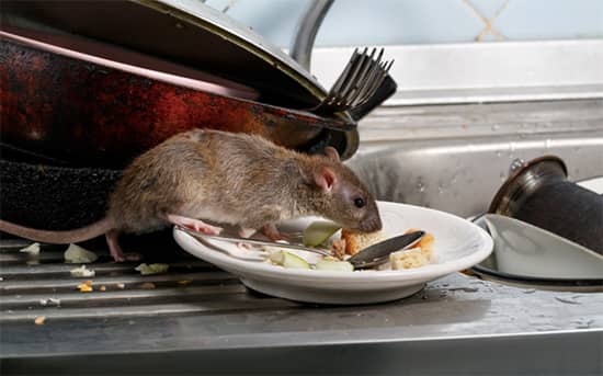 Rodent Control Melbourne