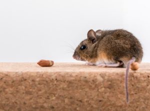 Is One Mouse the Sign of an Infestation