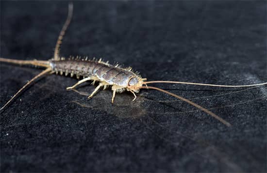 Silverfish Control Melbourne