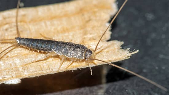 Silverfish Control Melbourne