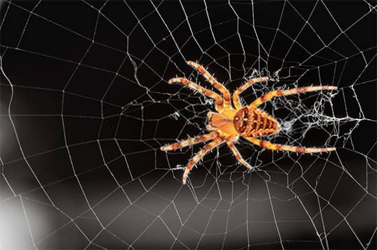Spider Pest Control Melbourne
