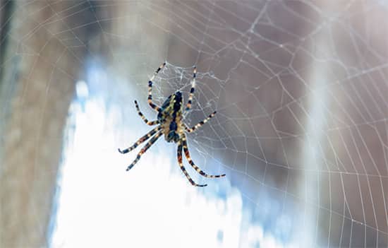 Spider Control Melbourne
