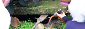 Signs You May Have Termites and Ways to Eliminate Them